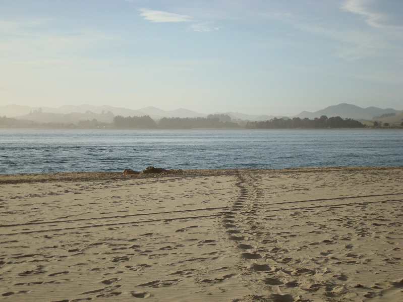 0059_Seeloewenspur_l