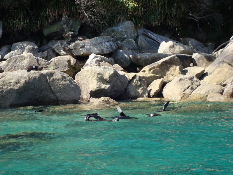 0247AbelTasman_l