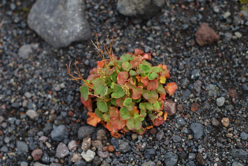 island_0196_l